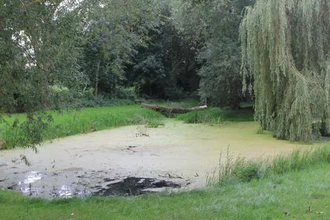 A small, tree-lined pond, trees in background Stock Photos
