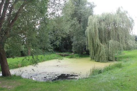 A small, tree-lined pond, trees in background Stock Photos