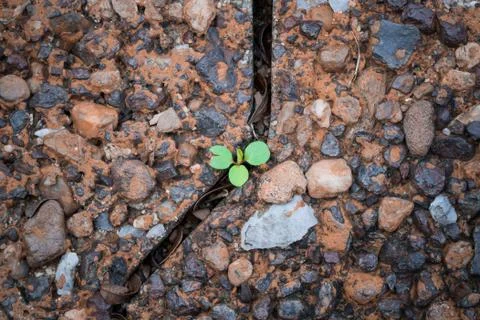 Small tree in little space Stock Photos
