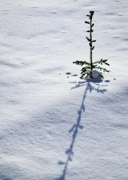 Small tree with long shadow on snow Stock Photos