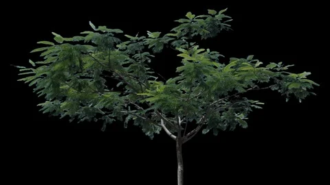 Small Tree Loop with alpha Stockbeeldmateriaal 113334999