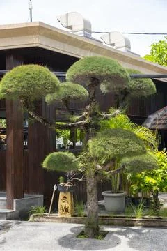 Small tree with a lot of branches is in front of a building Stock Photos