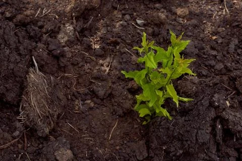 A small tree makes its way through the black earth. With copy space. Stock Photos