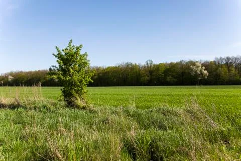 Small tree in the meadow Stock Photos