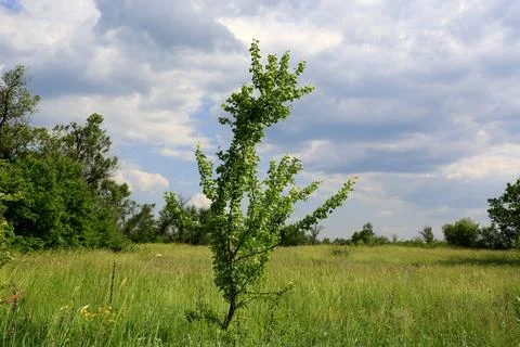 Small tree on meadow Stock Photos