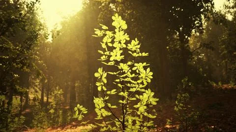 A small tree in the middle of a forest Stock Illustration