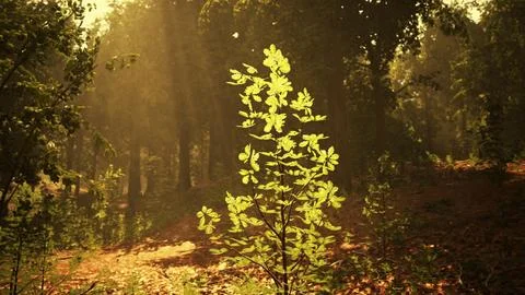 A small tree in the middle of a forest Stock Illustration