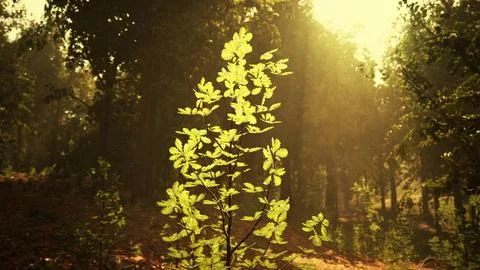 A small tree in the middle of a forest Stock Illustration