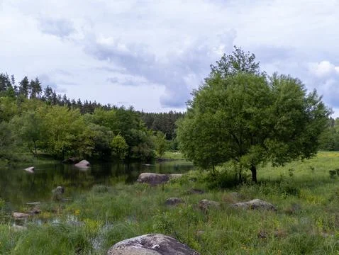 A small tree in the middle of a grassy field next to a lake Foto stock