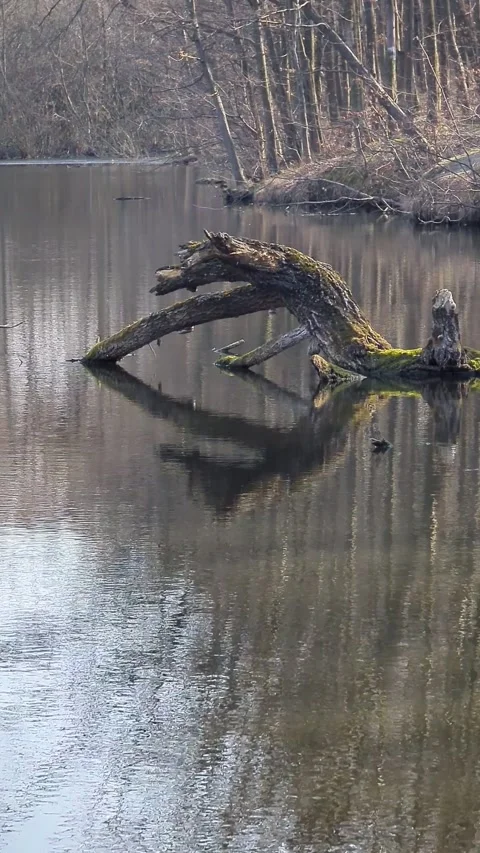 A small tree in the middle of a lake. Stock Footage 267689776