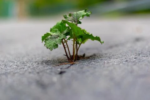 A small tree in middle of road Stock Photos