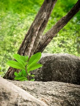 Small tree midst stone Stock Photos