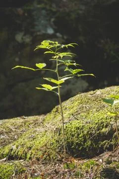 Small tree on a moss Stock Photos