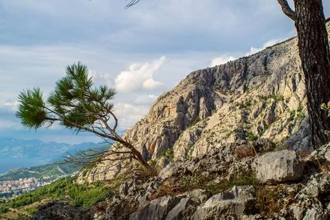 Small tree on mountain Stock Photos