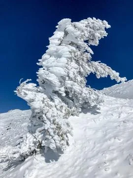 Small tree on a mountain top is covered by frozen snow. The shape of the snow Stock Photos