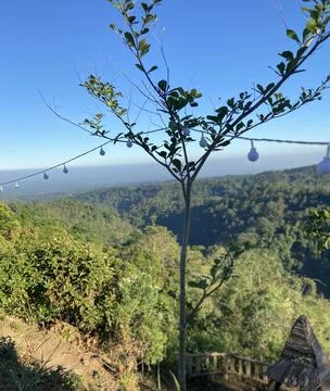 Small tree with mountain view Stock Photos
