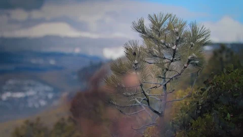 Small Tree with Mountains in Background Stock Footage 95994708
