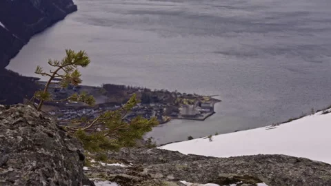 A small tree moves in the wind with a small village in the background Stock Footage 267681784