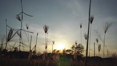 Small tree moving with sunset background Stock Footage 250163124