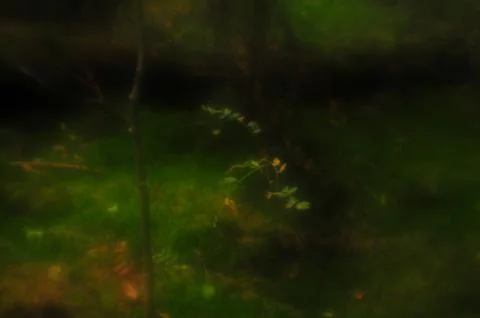 A small tree in a mysterious forest Stock Photos