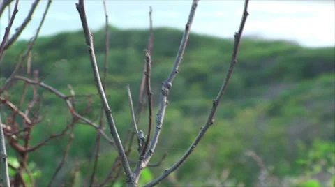 SMALL TREE WITH NO LEAVES-WIND Video stock 35563775