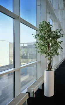 Small tree in a office next to the window Stock Photos