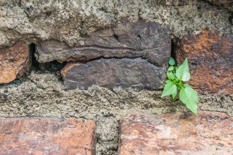 Small tree on an old brick wall Stock Photos
