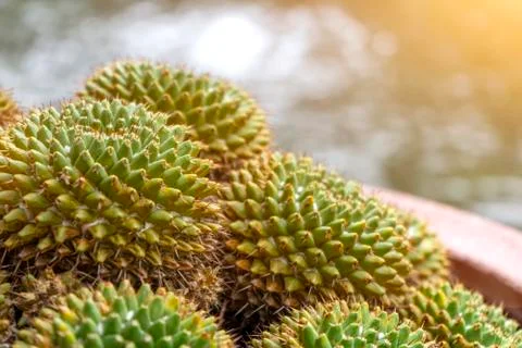 Small tree or cactus in pots for decor Stock-Fotos