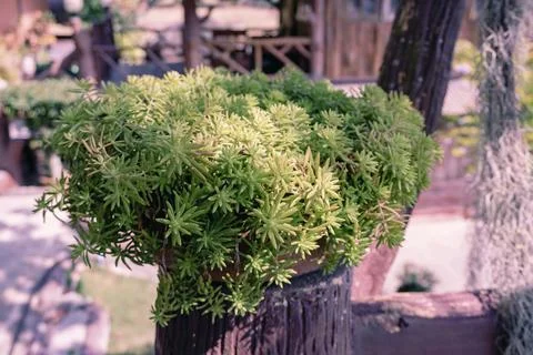 Small tree or cactus in pots for decoration plant Stock Photos