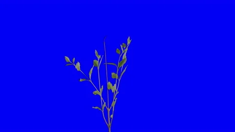 Small Tree or Plant Blowing In The Wind Blue Screen Chroma Key Stock Footage 237823322