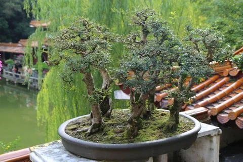 A small tree with other small trees in a bowl Stock Photos