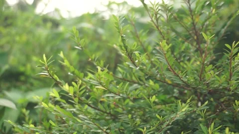 A small tree in a park with a very strong wind blowing with sunny weather Stock Footage 271145697