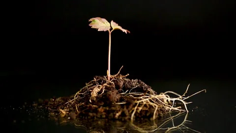 Small tree peony plant growing in soil with visible roots Stock Footage 333842044