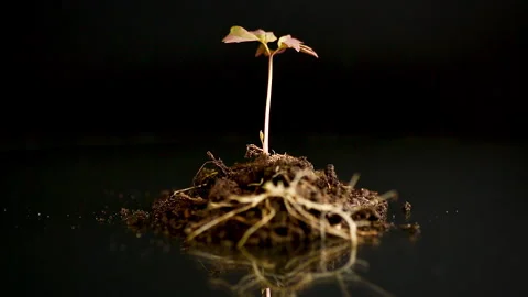 Small tree peony plant growing in soil with visible roots. Stock Footage 334333204