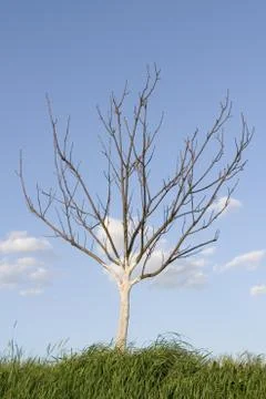 Small tree Stock Photos