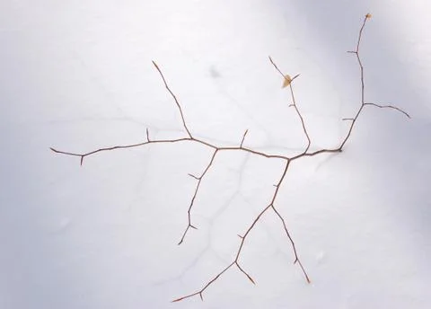 A small tree Stock Photos