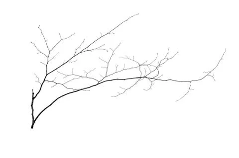 Small tree Stock Photos