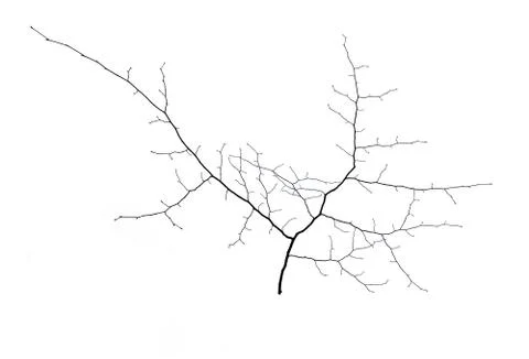 A small tree Stock Photos