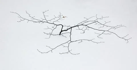 Small tree Stock Photos