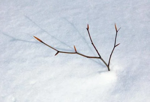 Small tree Stock Photos