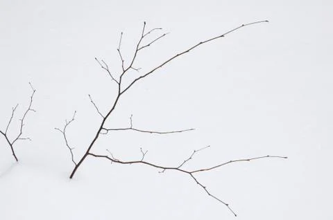 Small tree Stock Photos
