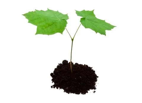 Small tree Foto stock