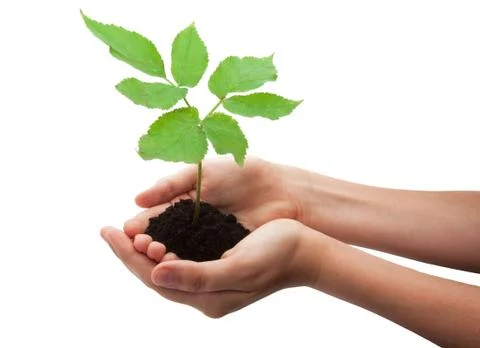 Small Tree Stock Photos