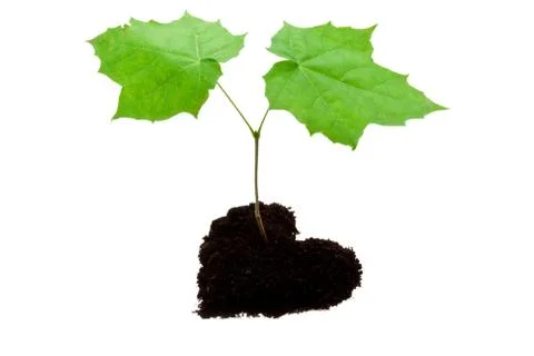 Small tree Stock Photos