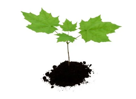 Small tree Stock Photos