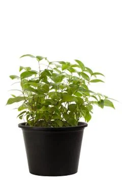 Small tree Stock Photos