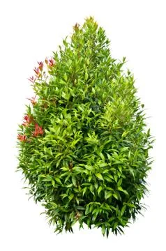 Small tree Stock Photos