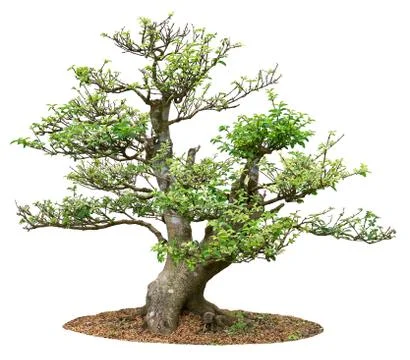 Small tree Stock Photos