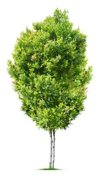 Small tree Stock Photos