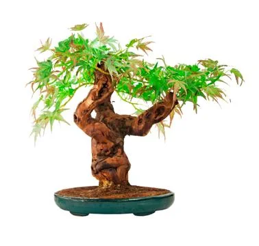 Small tree Stock Photos